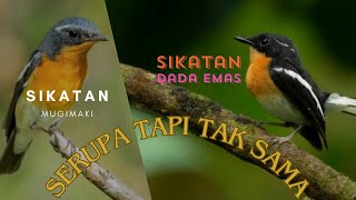 Download lagu Sikatan Dada Merah | Bersuara Bagus | Jarang Di Pelihara mp3