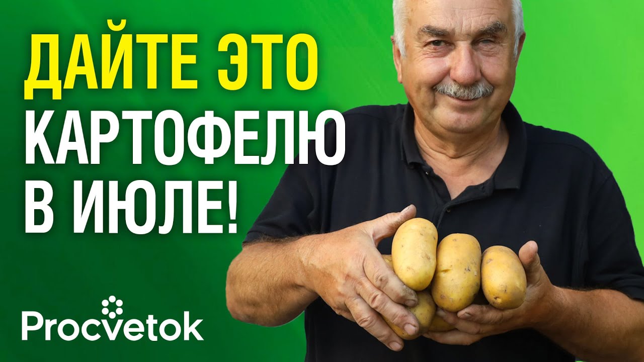 20 КАПЕЛЬ И КАРТОФЕЛЬ КАК С КАРТИНКИ! Одна подкормка в июле спасет от фитофторы и колорадских жуков