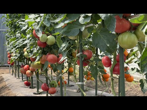 園芸 果物を守る