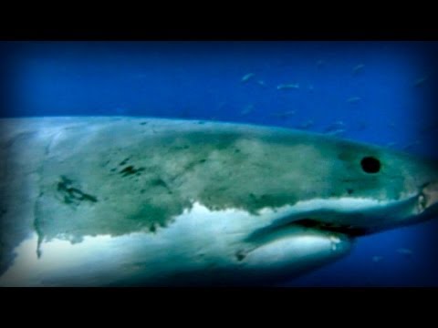 Lost Worlds: The Dominions of the White Death