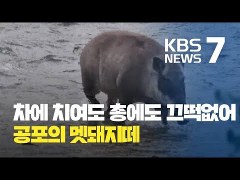 도심에 출몰한 공포의 멧돼지떼 현장 포착 / KBS뉴스(News) 도심에 출몰한 공포의 멧돼지떼 현장 포착 / KBS뉴스(News)