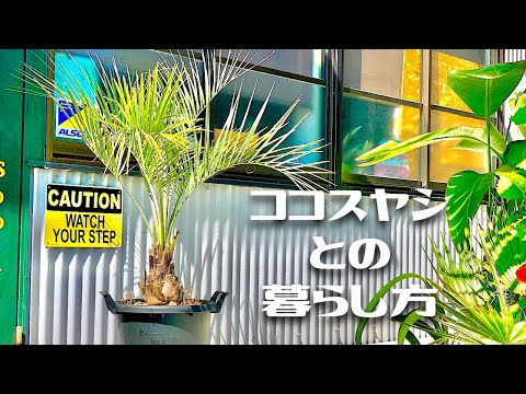 園芸 ヤシの木、バナナの木、ソテツ