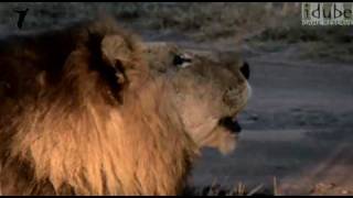 Close-Up Wild Lion Roar In Africa