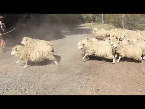 Sheep into Paddock