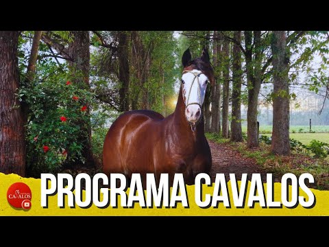 Beautiful horses with their parents' movements! Golden Brake Champions are heating up the offers!