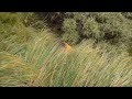 NZ Red Stag Roar Hunt 2015 