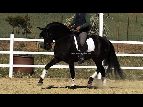 **SOLD** Black Andalusian PRE Stallion 2017 (#MP526)