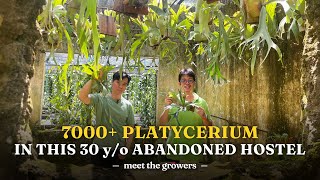 Unique Platycerium (Staghorn) Farm Tour | Meet the Grower with Pro Tips & Care Routine