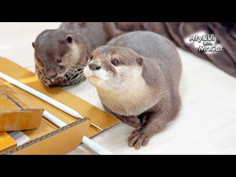 Have You Ever Received Help From Otters? [Otter Life Day 912]