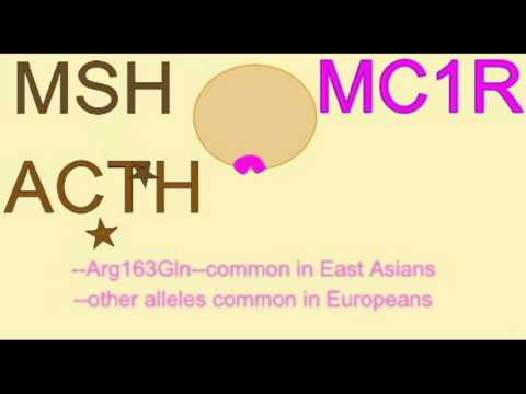 GENETICS OF HAIR, SKIN, IRIS COLOR: MCR GENES