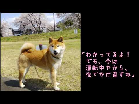 ワンワンU・x・Uお悩み相談室5️⃣1️⃣〜越前市「ムサシくん」#運転中のスマホ操作は危険📱⚠️❌