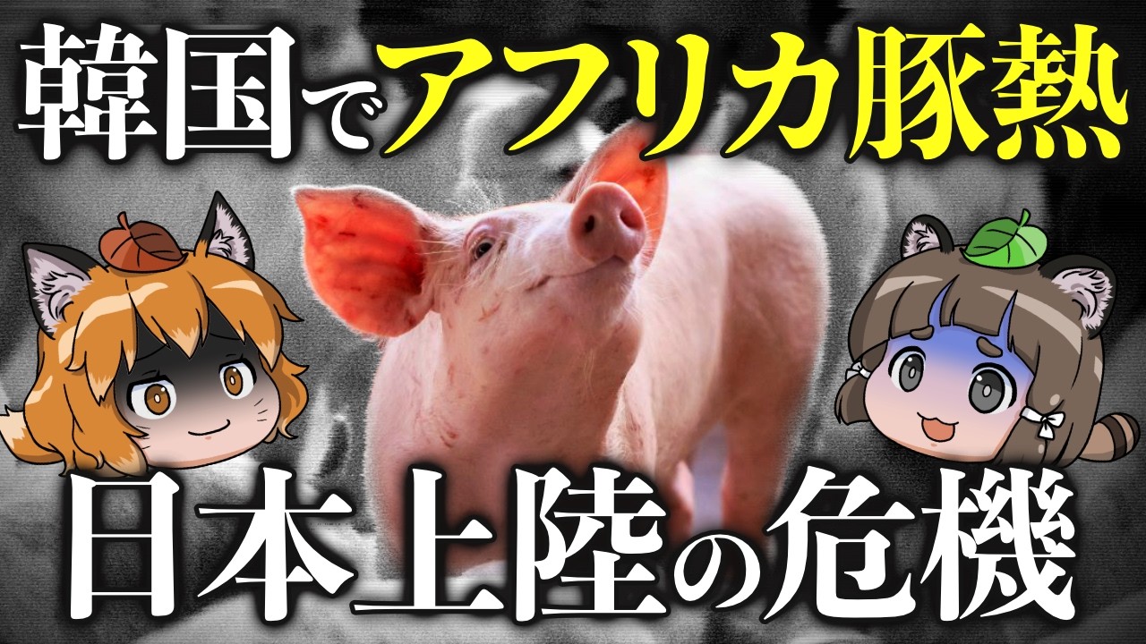 【ワクチンなし】韓国でアフリカ豚熱が流行…日本上陸で養豚業がヤバいです