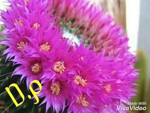 Sansare  purudu  lesin