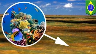 Amazing discoveries 2016: Massive coral reef found at Amazon River's mouth - TomoNews