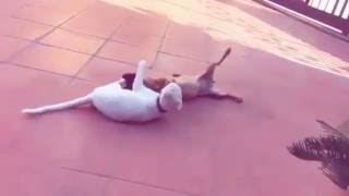 L'amore fra cane e gatto esiste😀😀😀