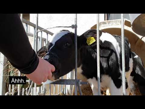 Möte med mjölkbonde och kalvar
