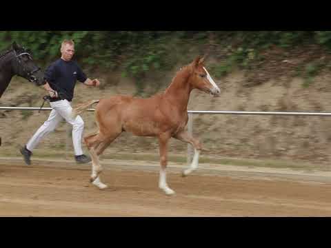Auktionsfohlen Nr 63 HF v. Rob Roy van het Klavertje – Manchester
