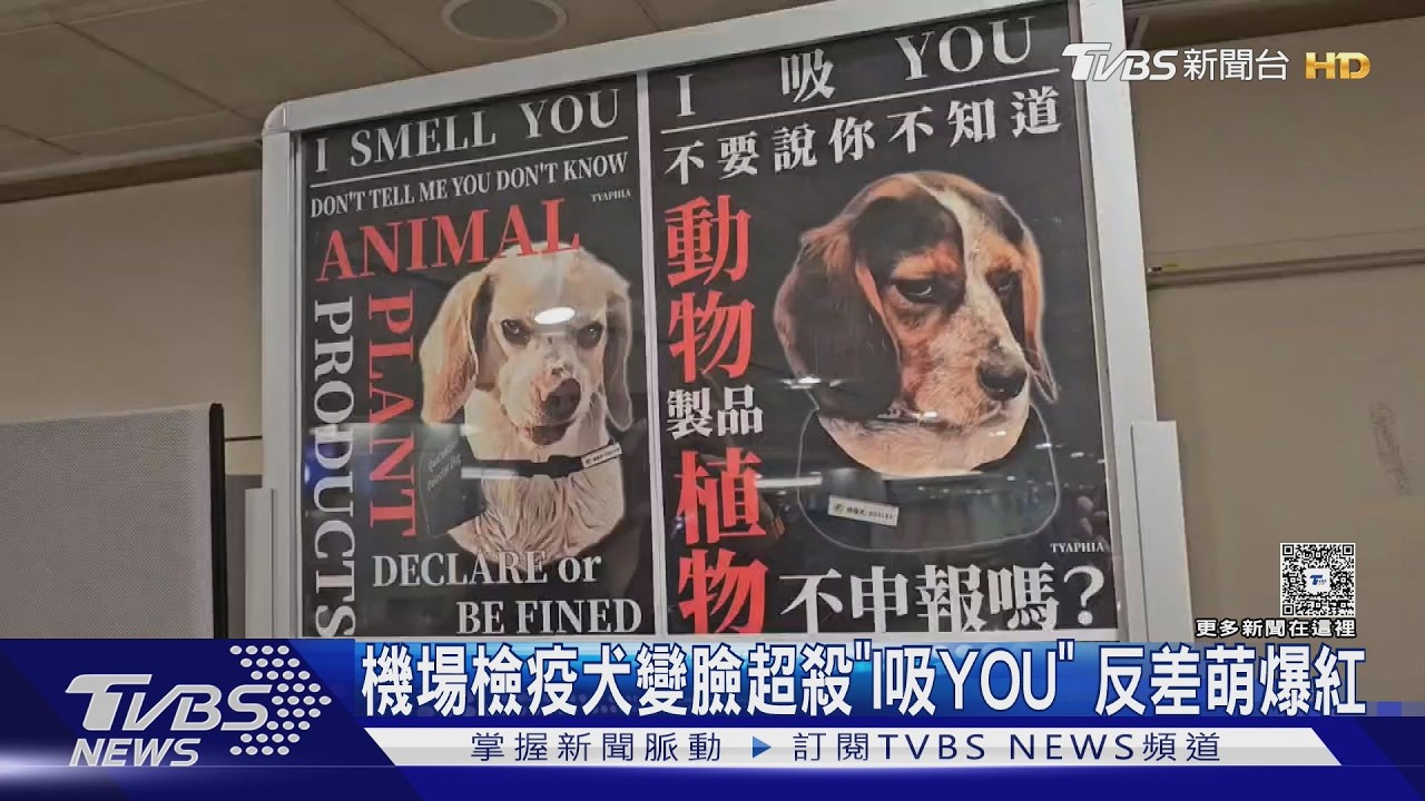 影音/米格魯一改萌樣「眼神超殺」!檢疫犬海報瘋傳 諧音哏引熱議
