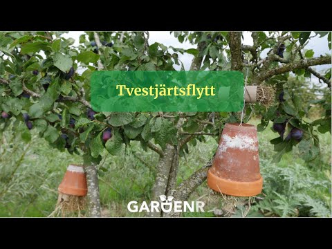 Tvestjärtsflytt, vänd problem med tvestjärtar till en fördel - Trädgårdshacks med GardenR