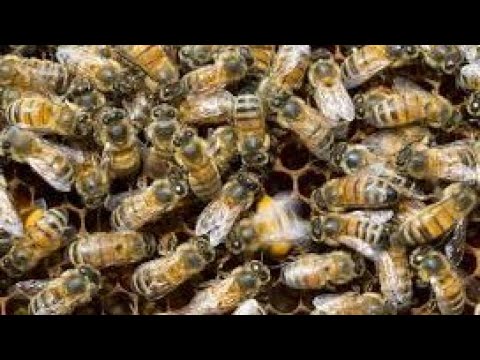 YouTube video over de bijendans