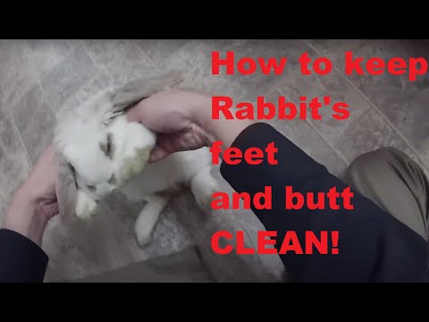 YouTube video about: How to clean rabbits feet?