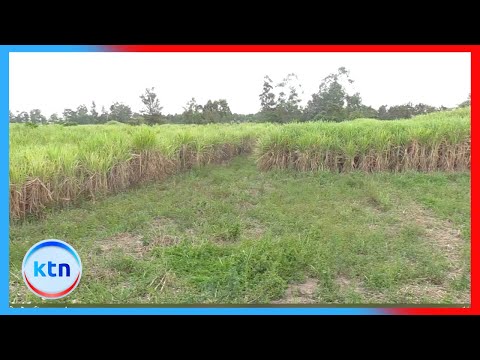 Wakulima wa miwa Nambale wahofia hasara baada ya kucheleweshwa kukatwa