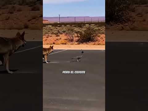 El Coyote De Verdad Sí Atraparía Al Correcaminos  #curiosidades