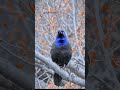 Grackle Call.