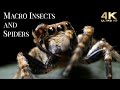 4K Insects Up Close With Amazing Insects World Macro Insects TV Background Fun Positive Music