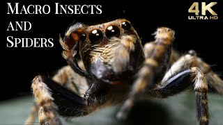4K Insects and Spiders TV Background, Ambient Fun Instrumental Music, Fun Positive Music, in Nature