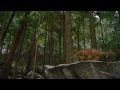 Сумерки. Сага. Рассвет: Часть 2 2012 трейлер 
