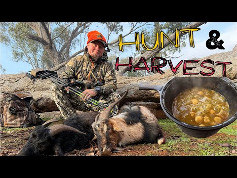 Goat hunt, out foxing a fox- first goat curry 
