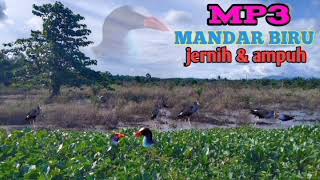 Download lagu Bird Sounds - Purple Swamphen (Porphyrio) Suara Pikat Burung Mandar Paling Ampuh‼️ mp3 Download lagu Bird Sounds - Purple Swamphen (Porphyrio) Suara Pikat Burung Mandar Paling Ampuh‼️ mp3