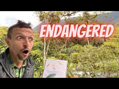 What's Happening to the Chocó Andino?