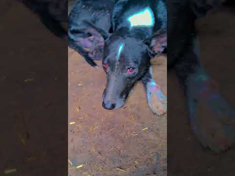 🥰cute dog 😇# Brijesh kumar # #song #apnabanaleremix #arijitsingh #bollywood