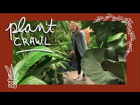 brooklyn plant crawl (& haul!!) 🌿