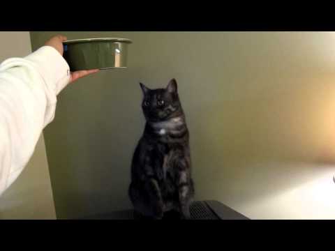 Dark Angel: A Black Smoke Cat Standing up for Dinner