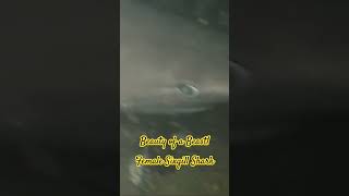 Download lagu My GOD what a beautiful beast! Ten foot female Sixgill Shark being VERY friendly! #shark #sixgill mp3