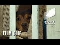 A DOG'S WAY HOME Clip - "Go Home" (Now Playing)