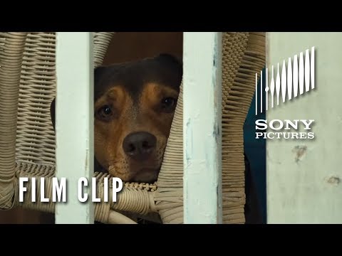 A Dog's Way Home (Clip 'Go Home')