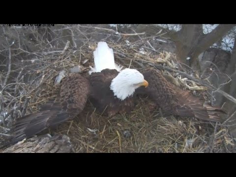 MNBound Eagles ~ Mom Alerts To Chase Away Unwanted Visitors (Birds) ~ April 17, 2014
