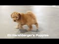 Mini Goldendoodle dogs for sale: Scarlett - Video 1