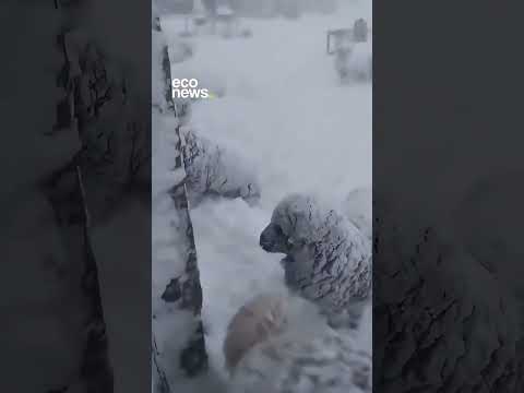 🥶 NEVADA HISTÓRICA EN LA PUNA ARGENTINA