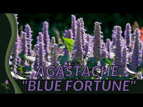 アガスタッシュ「ブルーフォーチュン」 植物