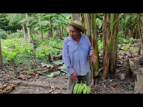 Video Chaqueo sin quema San Javier Beni