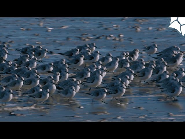 Bécasseau  sanderling : Coureur infatigable des rivages 