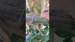 Alabama. Green lizard 🦎 is hungry 😁 #reptiles #lizard #tiktok #shorts #insects