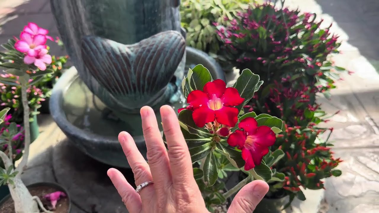 Large variety of Adenium obesum 