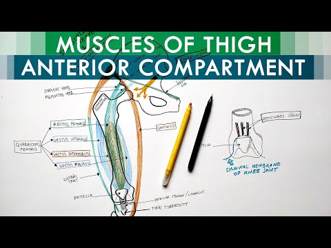 Muscles of the Thigh - Anterior Compartment | Anatomy Tutorial