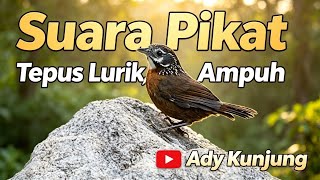 Download lagu Suara Pikat Tepus Lurik Jumbo Di Jamin Ampuh, Cocok Buat pikat & Masteran  mp3
